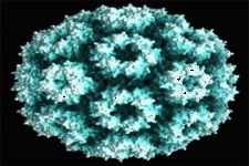 Concept Viruses