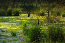 Concept Wetlands